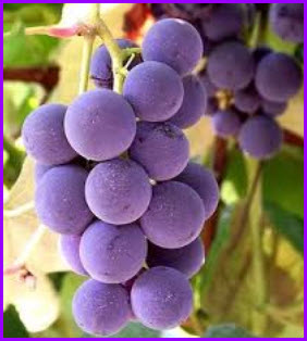 grape b