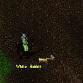 rabbit 1